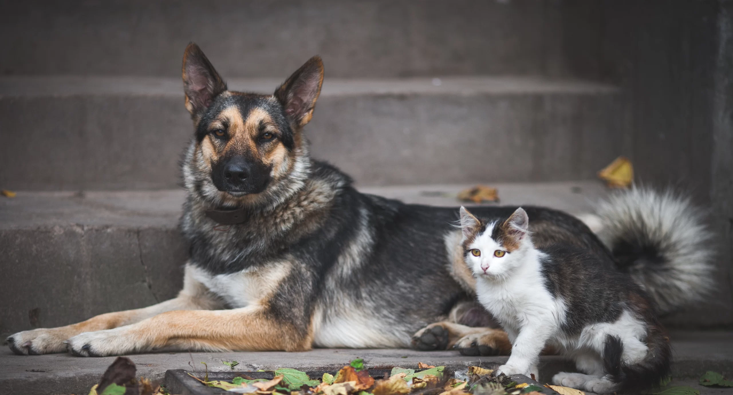 PL 658/2022 – Vacinação gratuita cães e gatos V4 e V10