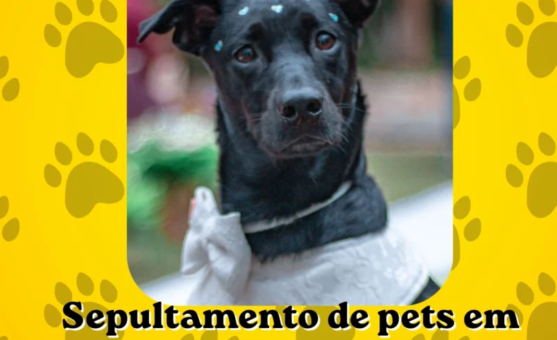
  PL 747/2020 – Sepultamento de animais domésticos